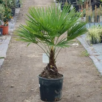 Chusanpalmu
